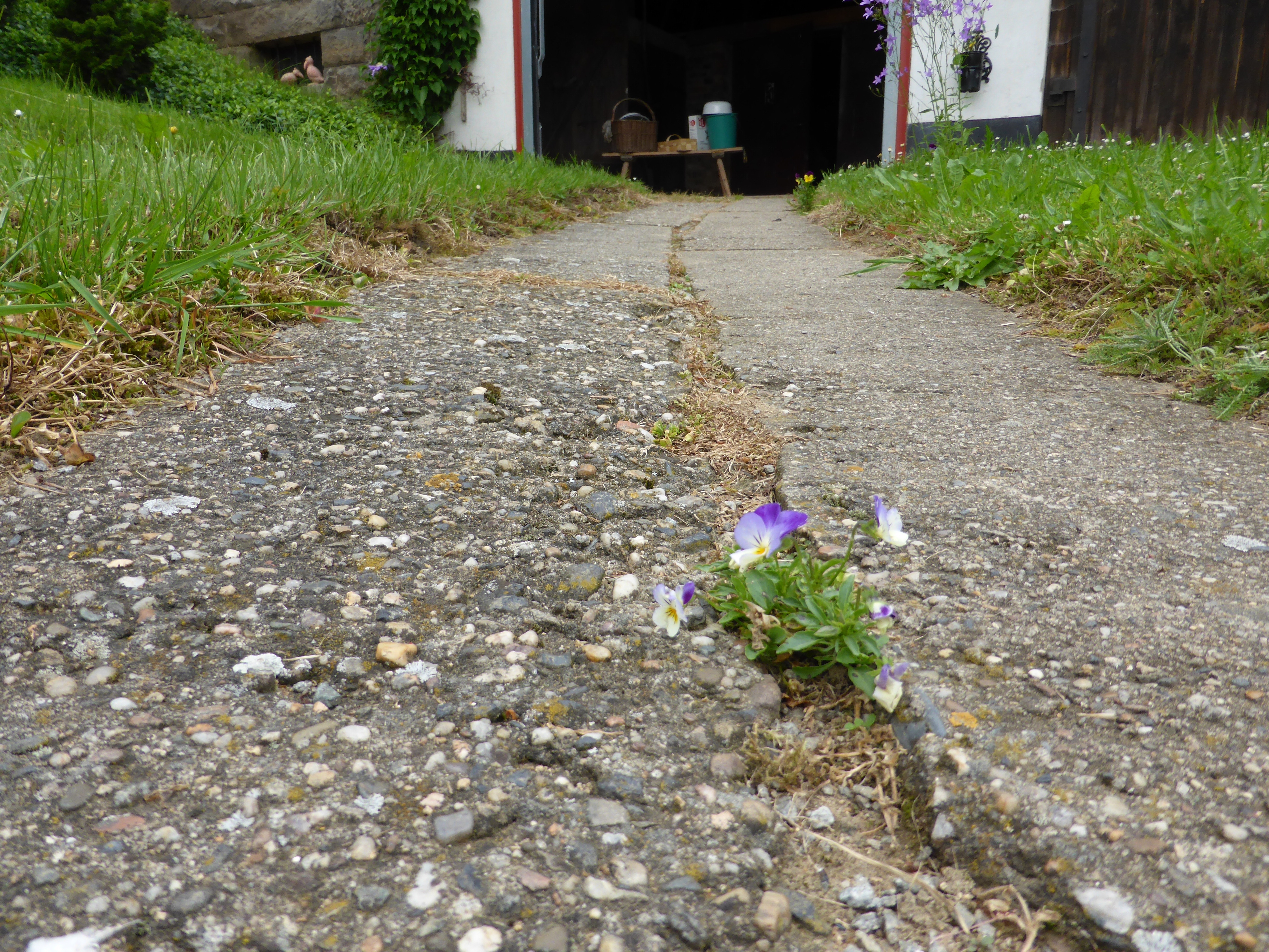 purple flower on road