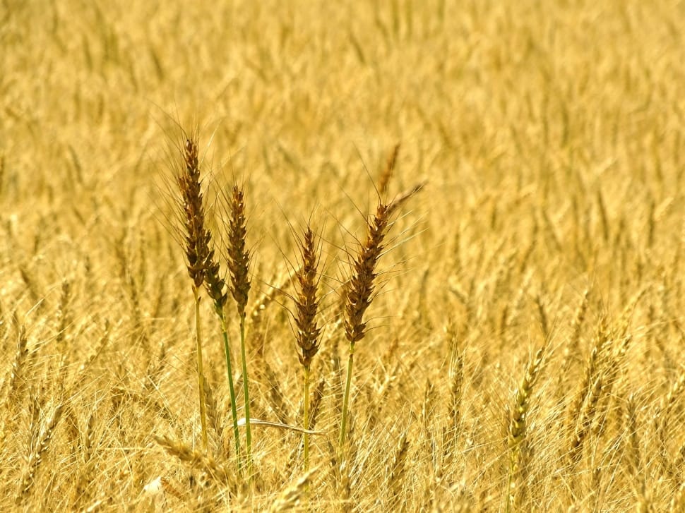 wheat grasses preview