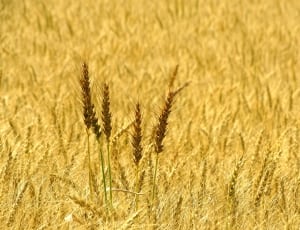wheat grasses thumbnail