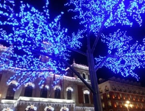 tree with blue string lights thumbnail