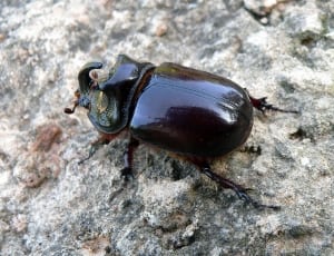 stag beetle thumbnail