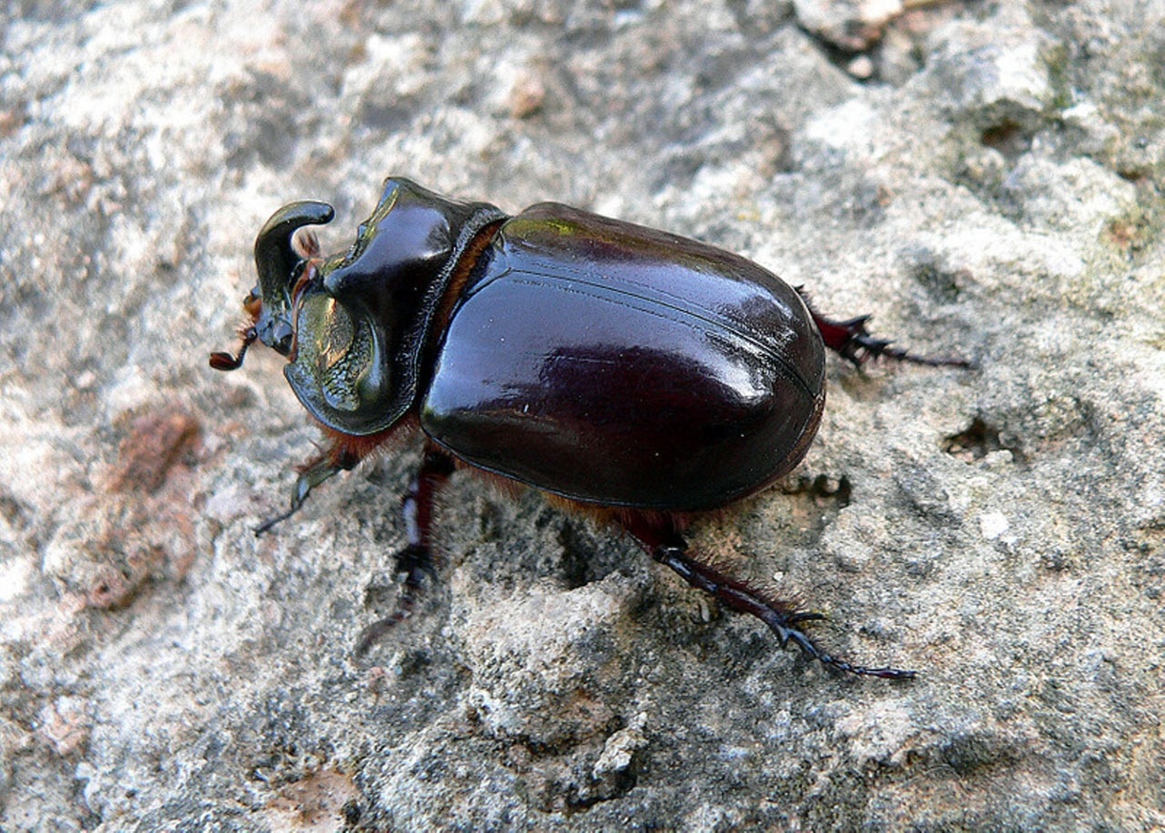 stag beetle