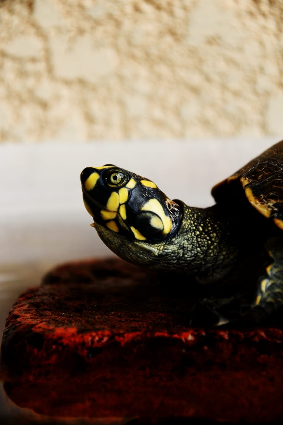 gray black and yellow turtle preview