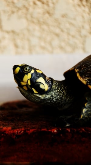 gray black and yellow turtle thumbnail