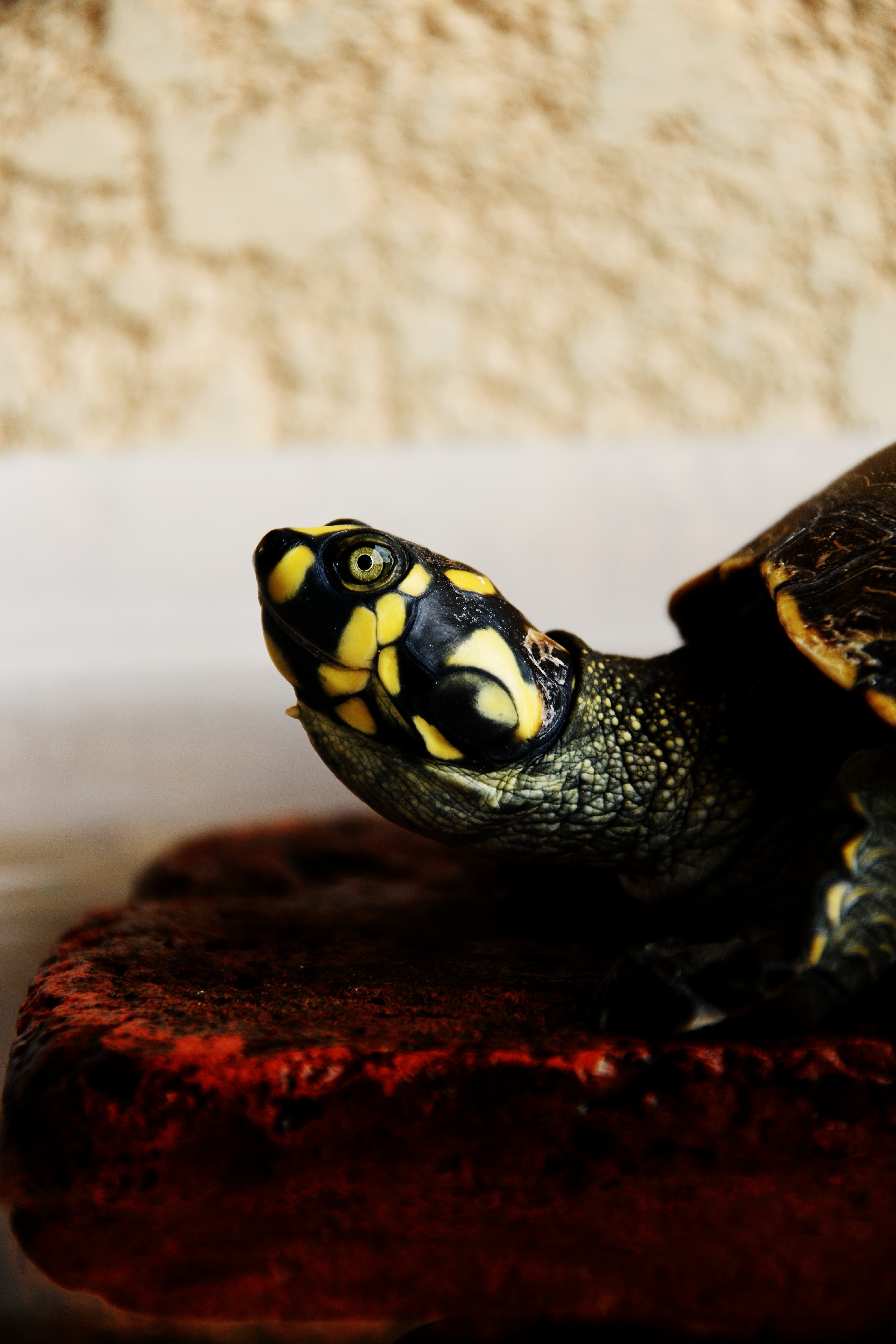 gray black and yellow turtle