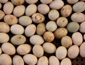 quail eggs thumbnail