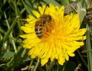 yellow honey bee on yellow petaled flower thumbnail
