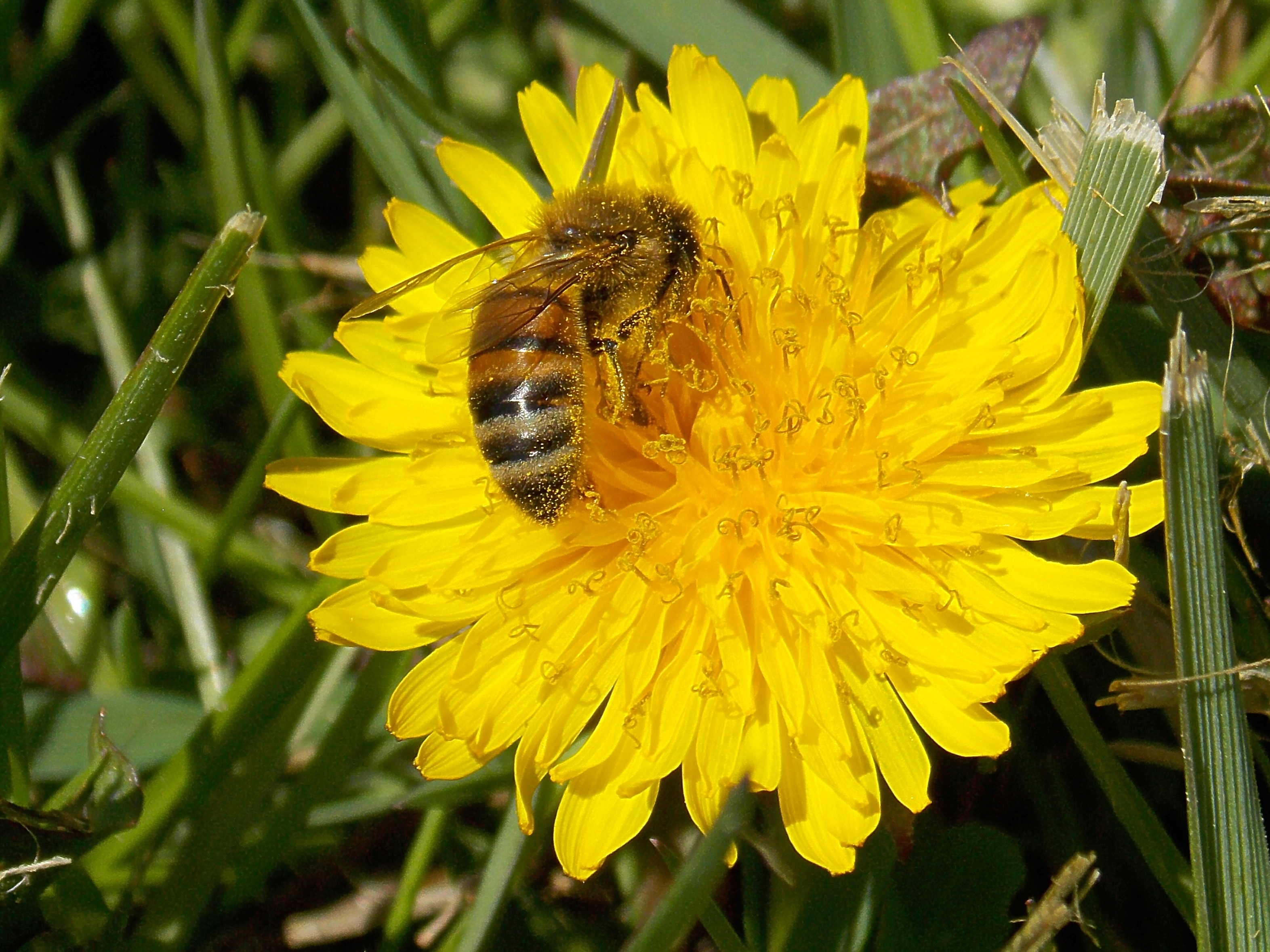 yellow honey bee on yellow petaled flower