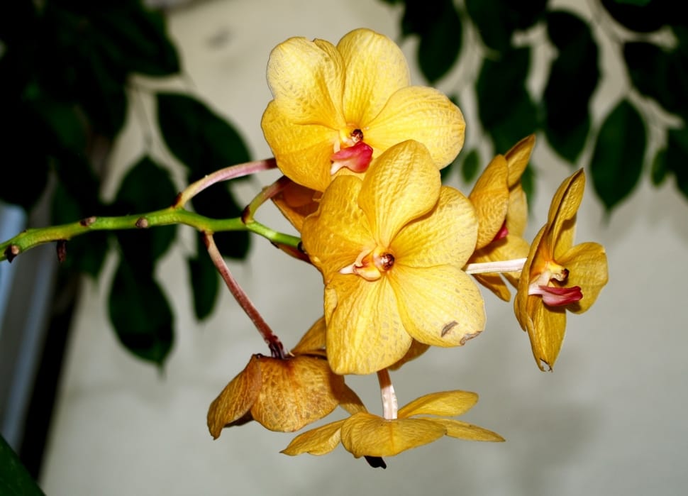 yellow moth orchids preview