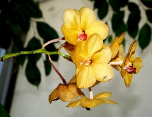 yellow moth orchids thumbnail