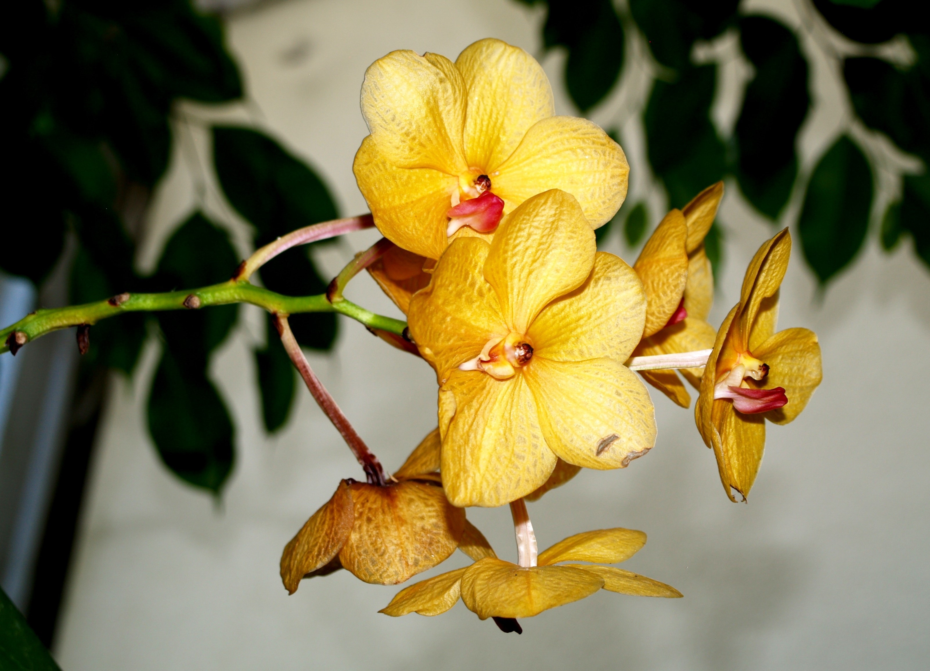 yellow moth orchids