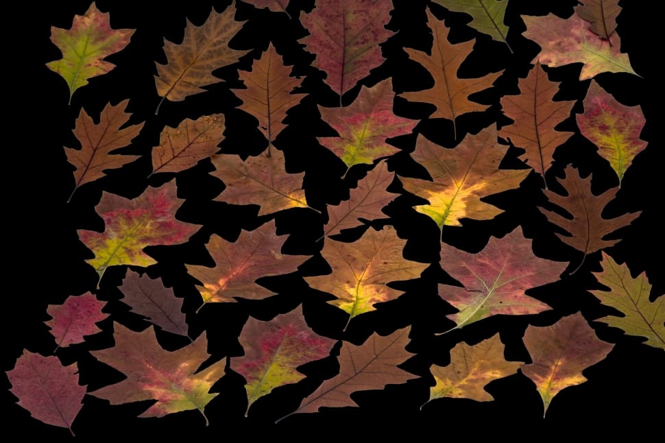 maple leaf lot preview