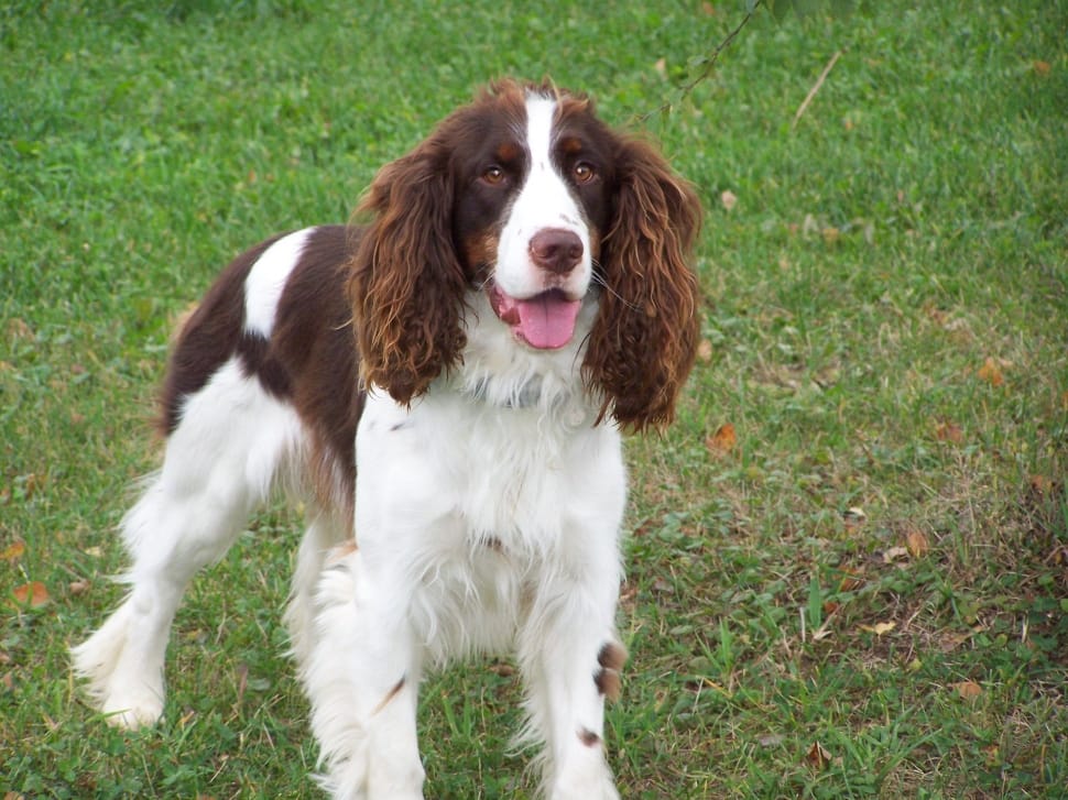 tan and white welsh springer spaniel preview