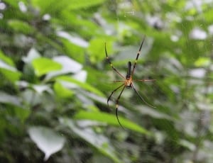 black and brown spider thumbnail