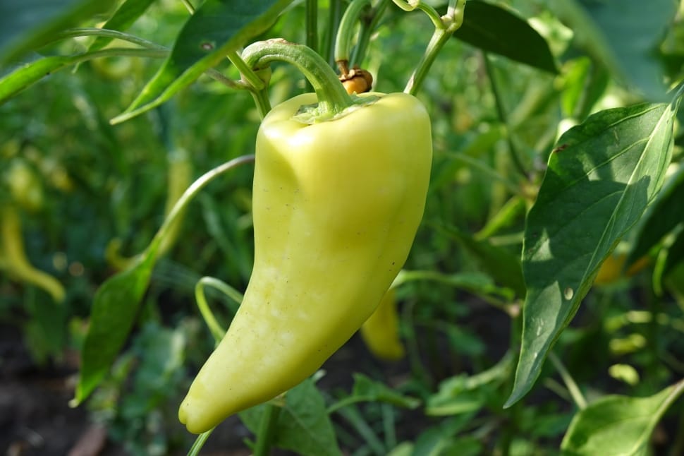 green bell pepper preview