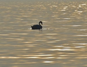 swan on body of water thumbnail