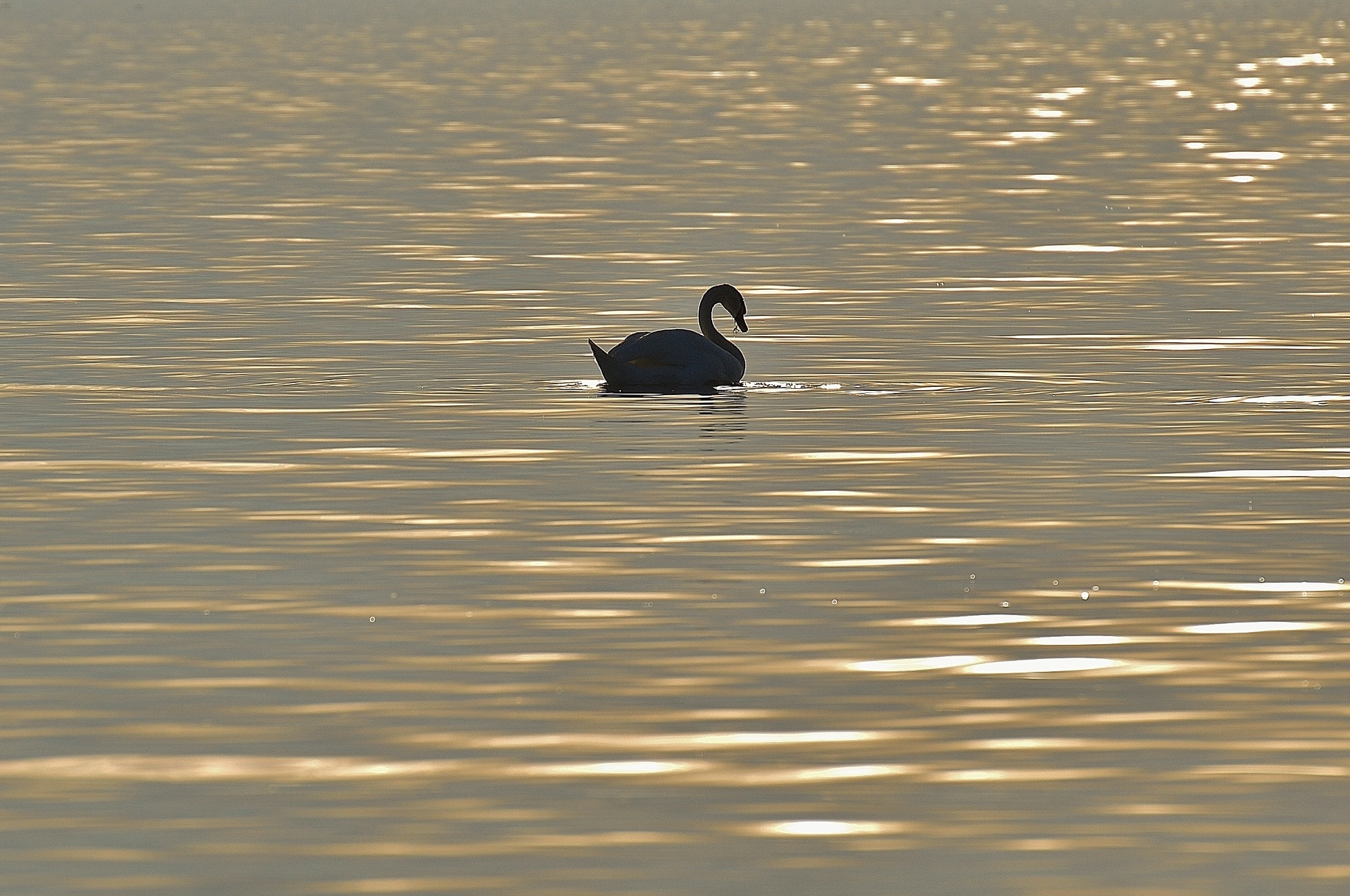 swan on body of water