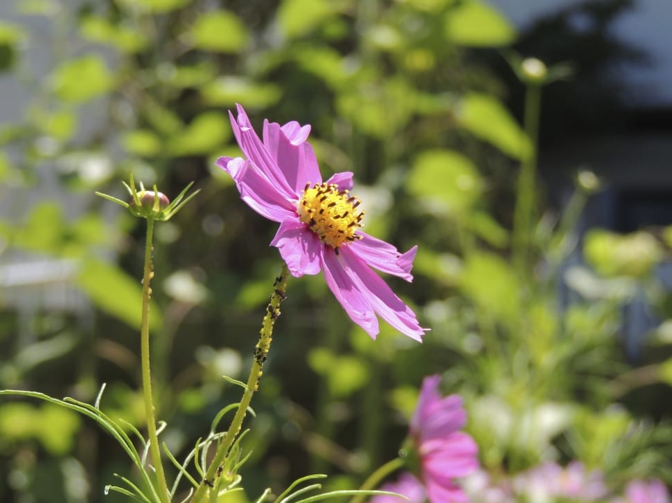 pink and yellow cosmos preview