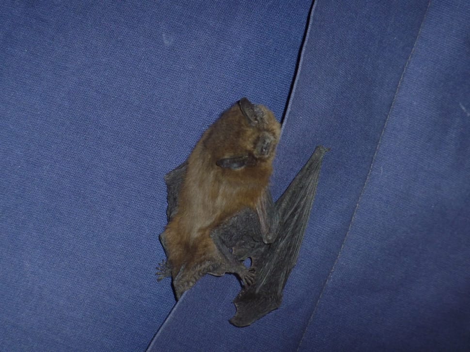 fruit bat preview