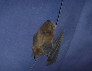fruit bat thumbnail