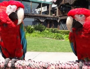 2 scarlet macaws thumbnail