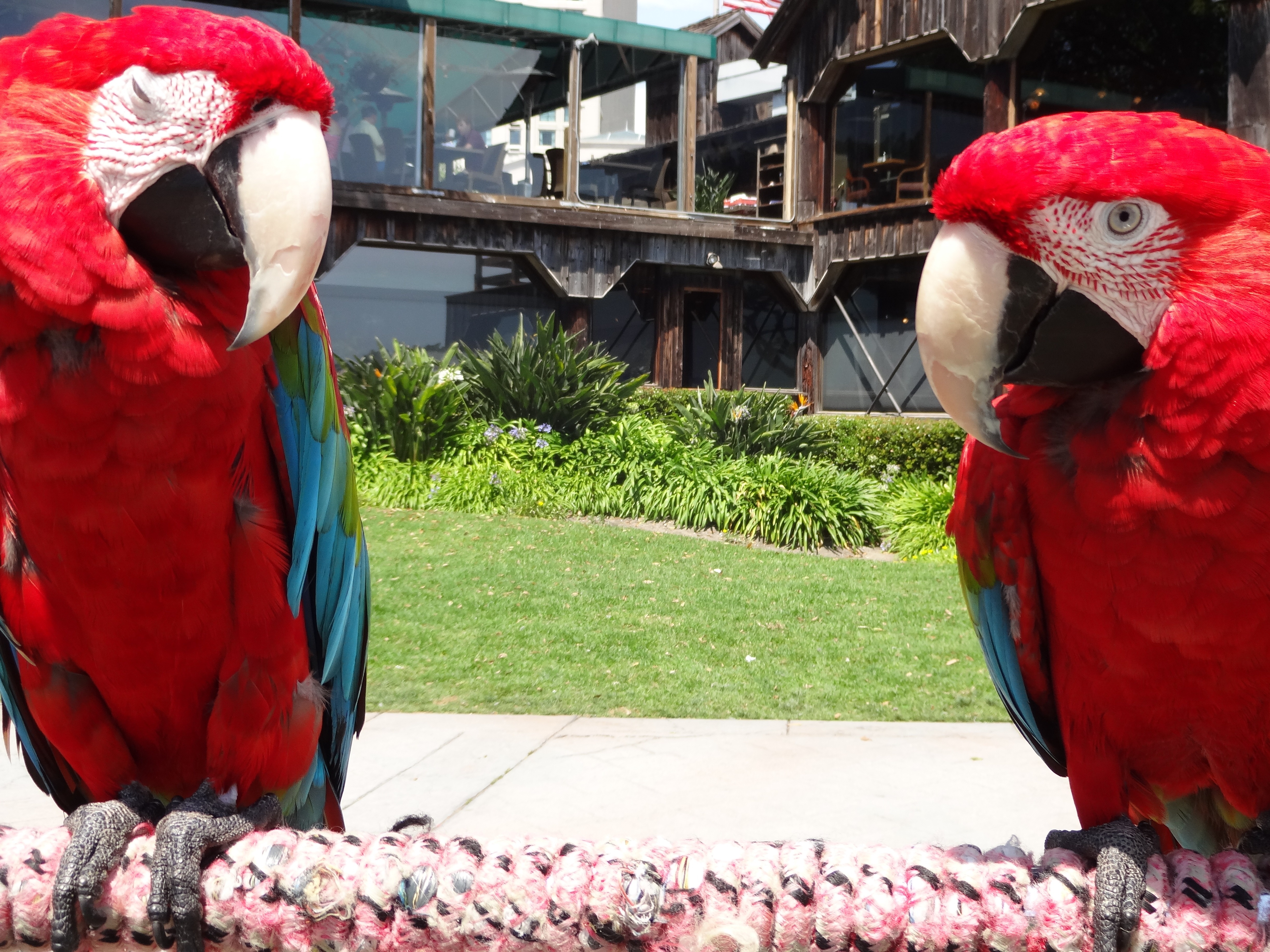 2 scarlet macaws