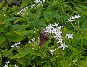 white petal cluster flower thumbnail