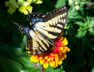 tiger swallowtail buttefly thumbnail
