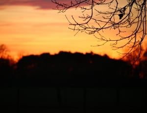 silhouette of tree picture thumbnail