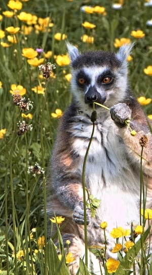 brown and white lemur thumbnail