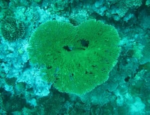 green coral thumbnail