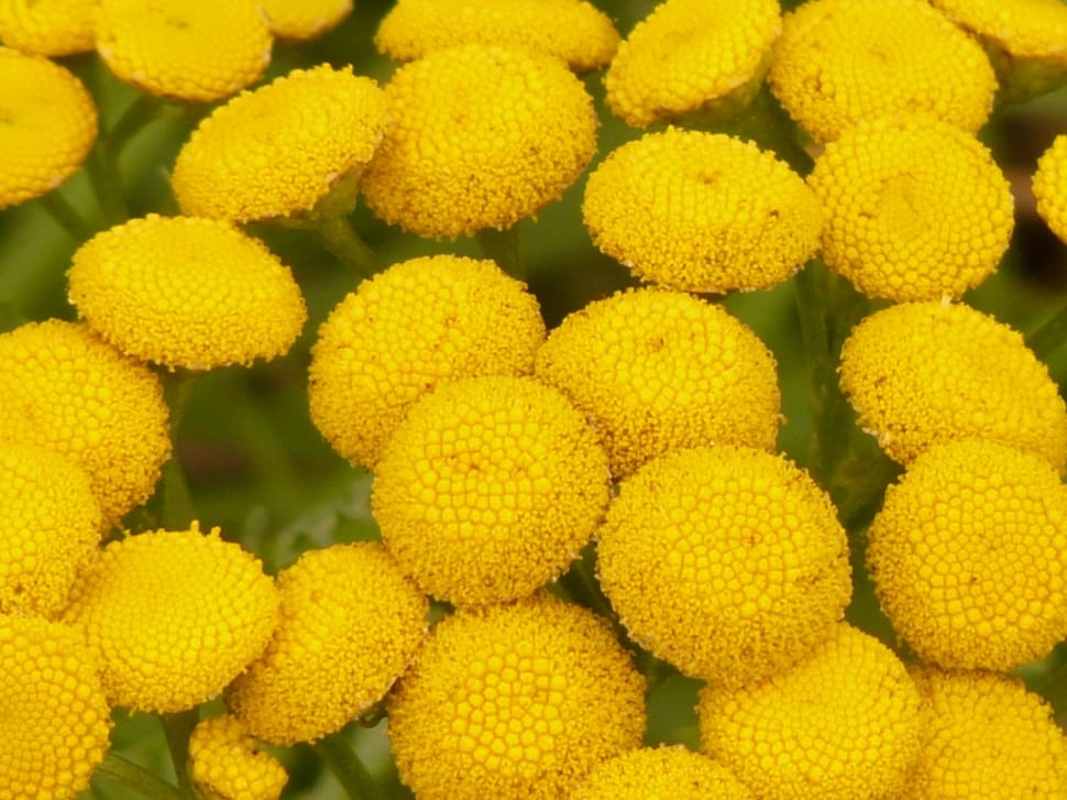 yellow flower lot preview
