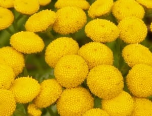 yellow flower lot thumbnail