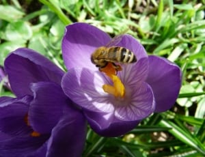 purple crocus and honey bee thumbnail
