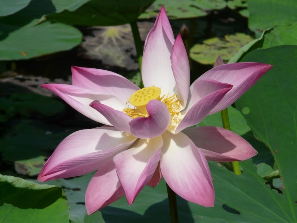 pink lotus flower preview