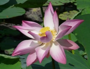 pink lotus flower thumbnail