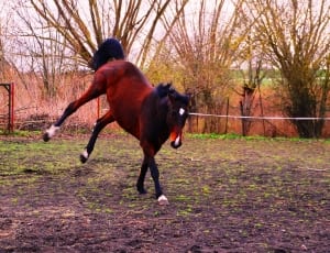 brown horse running during daytime thumbnail