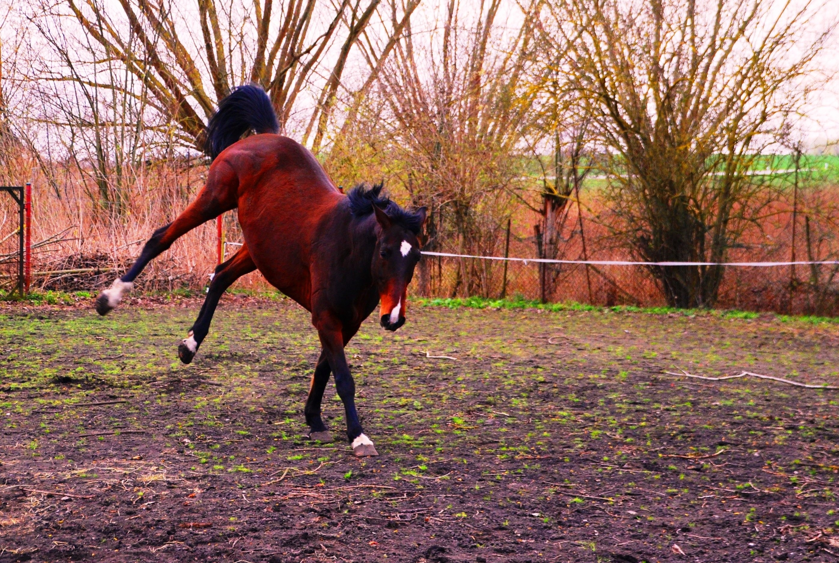 brown horse running during daytime