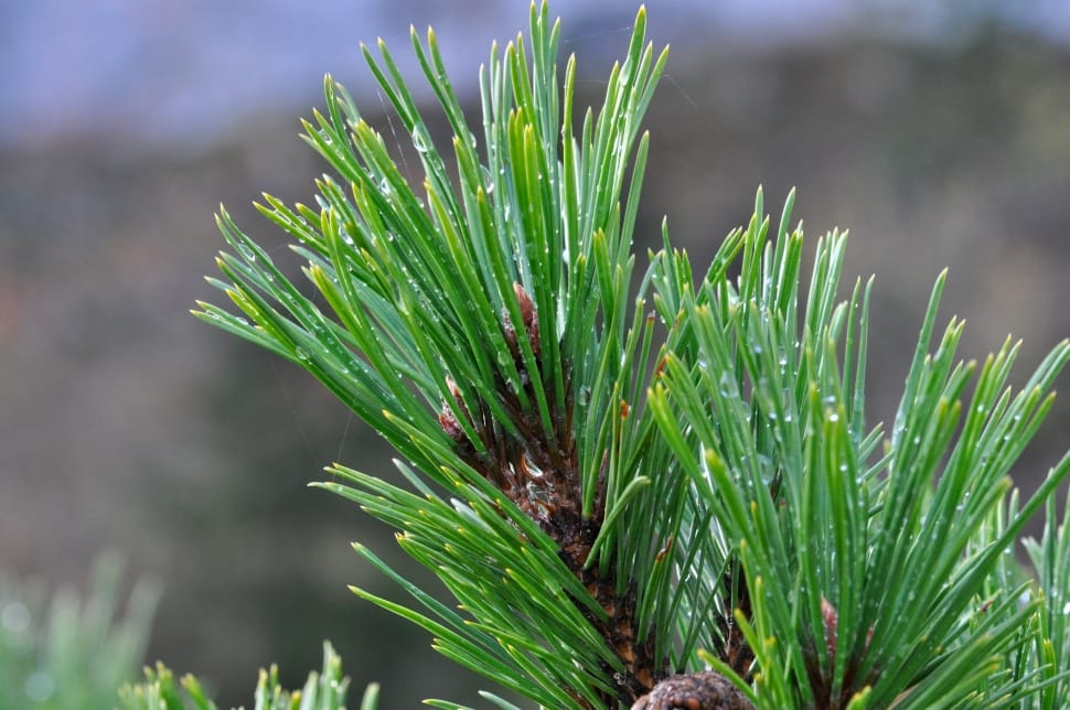 green pine tree branch preview
