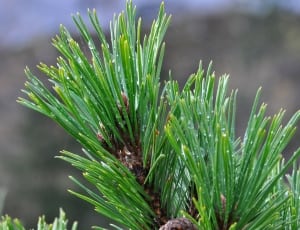 green pine tree branch thumbnail