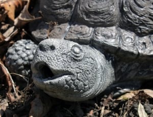 gray turtle statue thumbnail