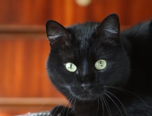 black breed cat thumbnail