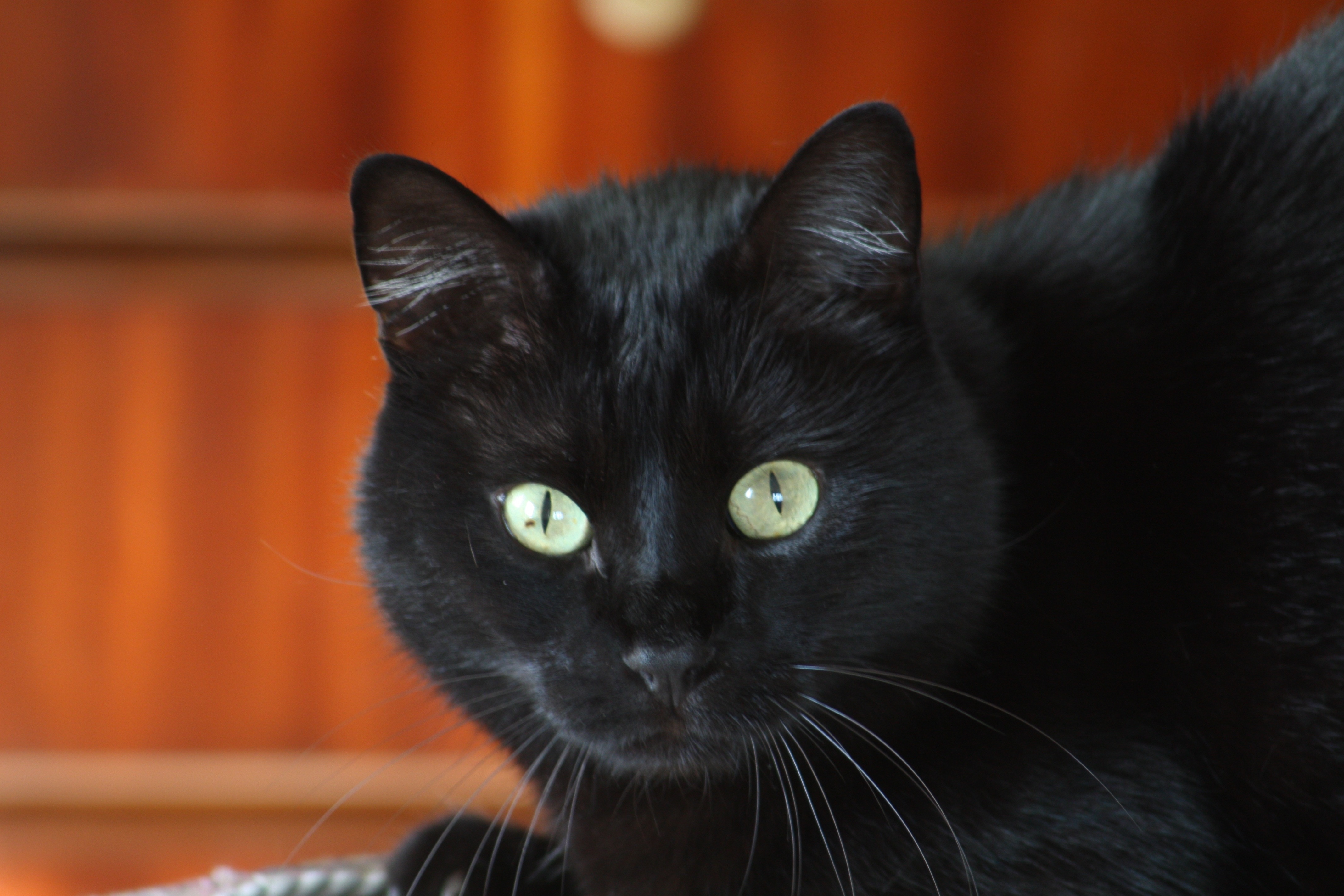 black breed cat