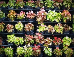 red pink green potted plants thumbnail