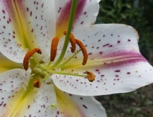 pink white and yellow petaled flower thumbnail
