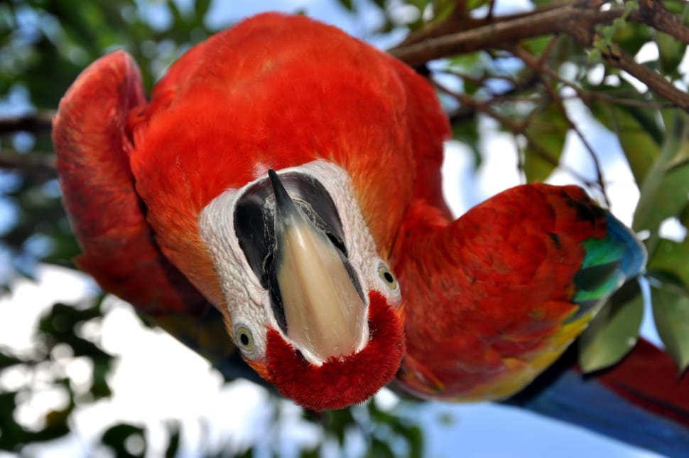 scarlett macaw preview