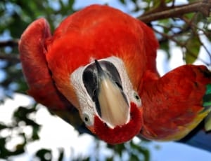 scarlett macaw thumbnail
