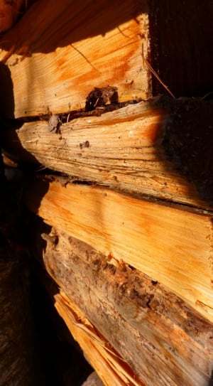 brown and gray chopped tree log thumbnail