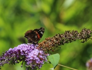 black brown red and white butterfly thumbnail