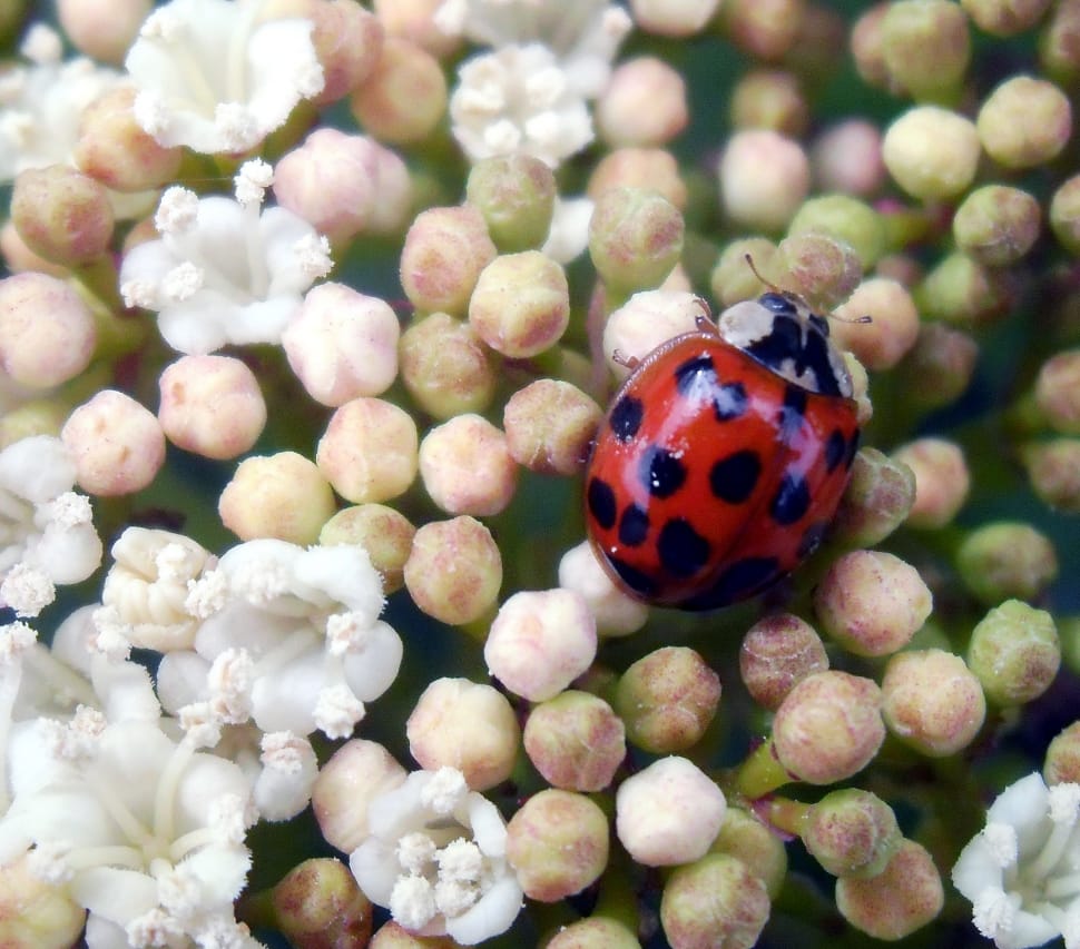 lady bug preview
